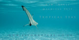 New Indian Ocean Manta Rays, Sharks and more