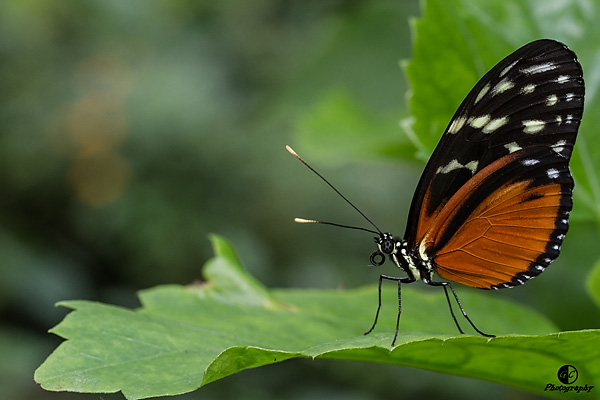 Burrerfly on leaf