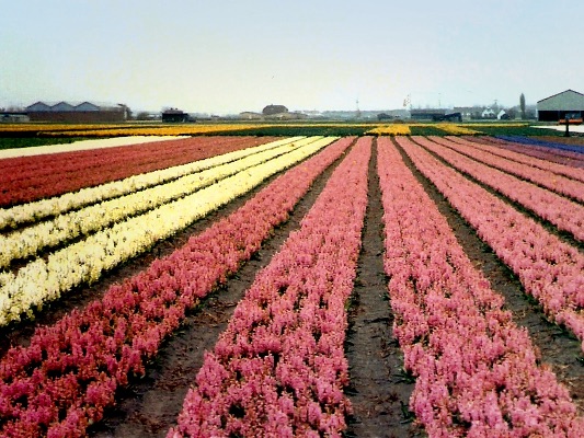 Dutch Bulb Fields