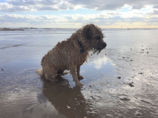 Charlie the swimming beach dog