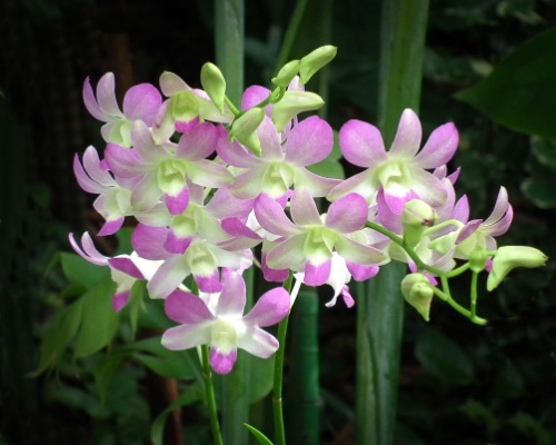 ‘Princess Diana’ orchid, Singapore