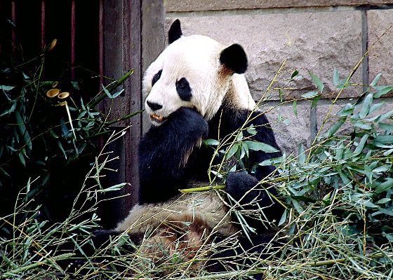 Panda at lunch
