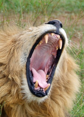Lion, Masai Mara, Kenya