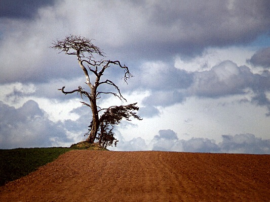Lone Tree