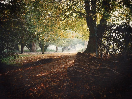 Woodland early morning