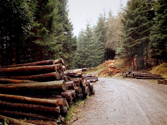 Country Road