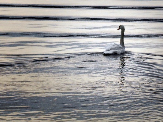 Swan ripples