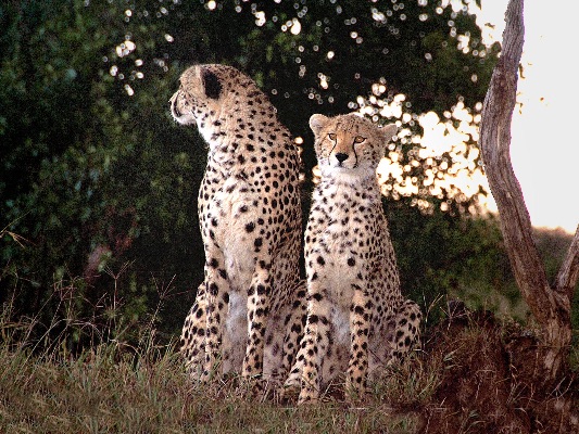 Cheetahs