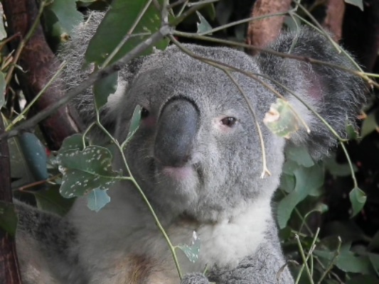 Koala Bear