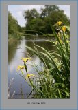 Yellow Flag Iris, Staffs and Worcester Canal