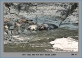 Grey seal with pup