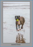 Izzy playing on the beach