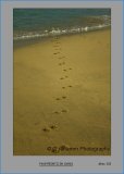 Misc 012 Paw Prints in sand