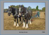 PS002 Working Horses