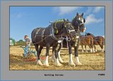 PS005 Working Horses