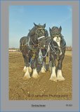 PS013 Working Horses