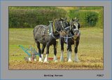 PS017 Working Horses