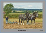 PS018 Working Horses