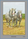 PS019 Working Horses