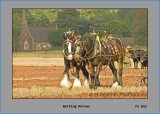 PS023 Working Horses