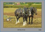 PS028 Working Horses