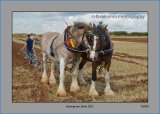 PS 001 Working Horses