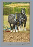 PS 032 Working Horses