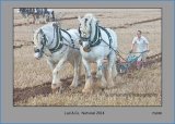 PS 040 Working Horses