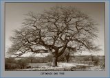 Cotswold OakTree