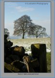 Frosty Trees and gate post