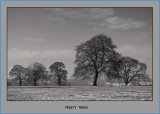 Frosty Trees