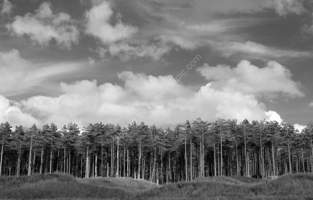 Tree Line