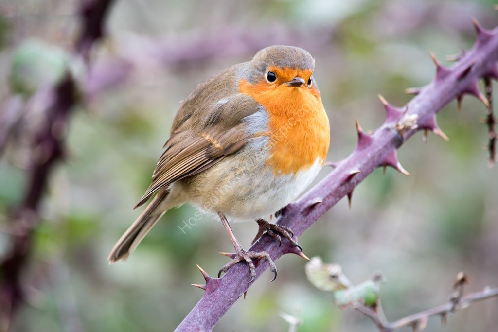 Robin perched on branch