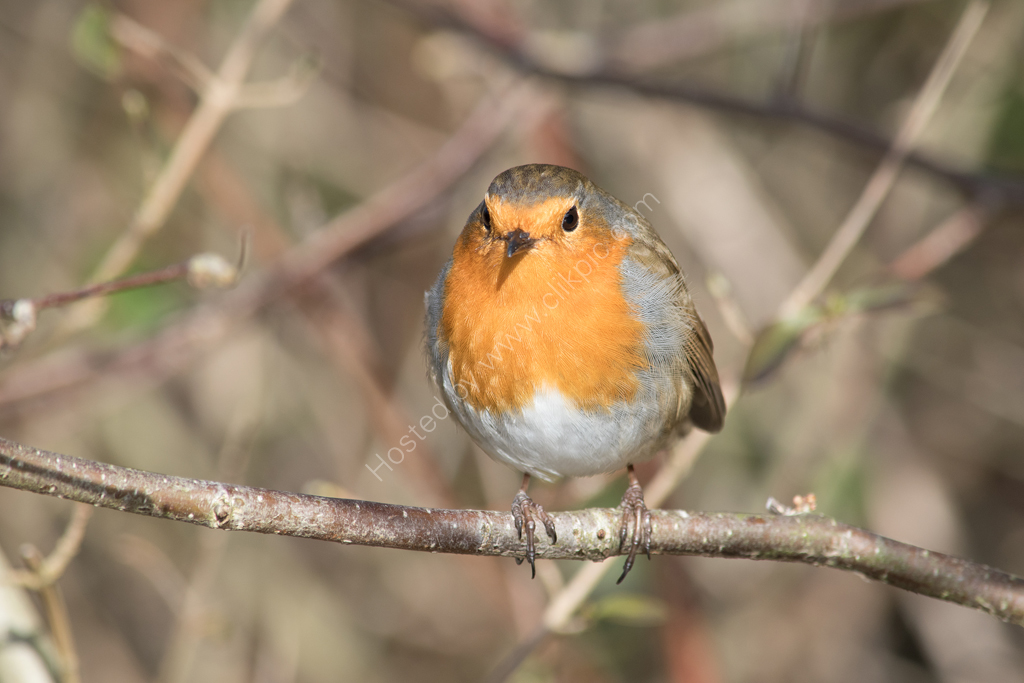 Robin perched on branch (II)