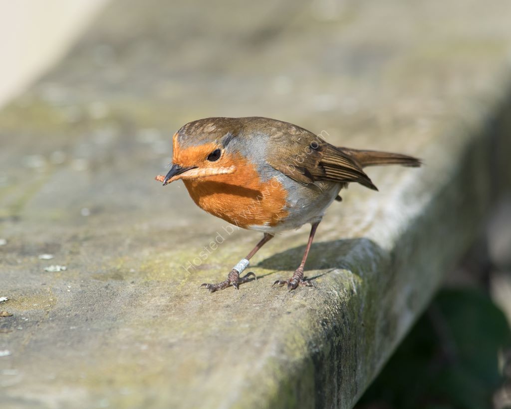 Robin eating a mealworm