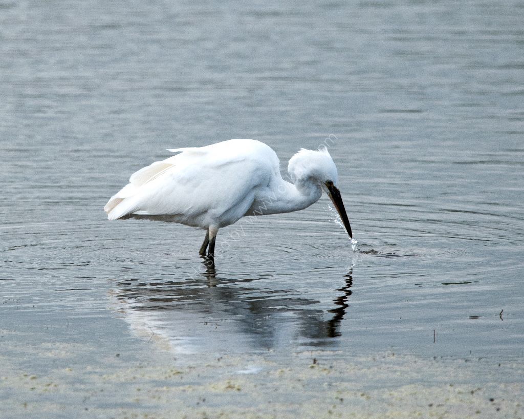 Little Egret