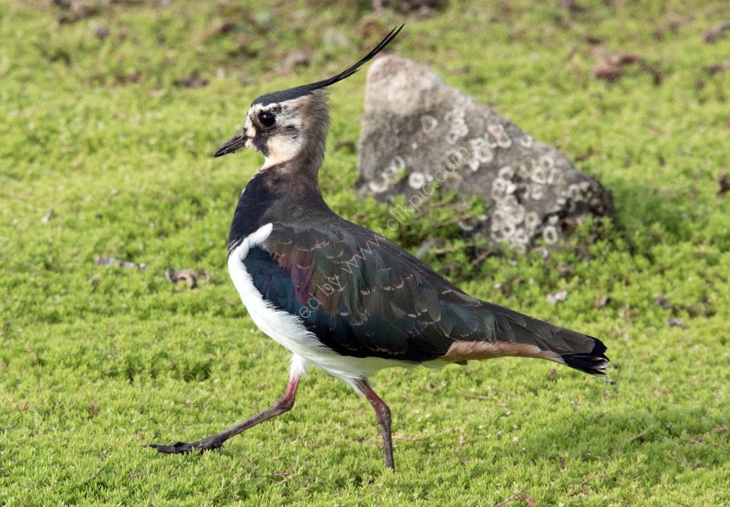 Lapwing