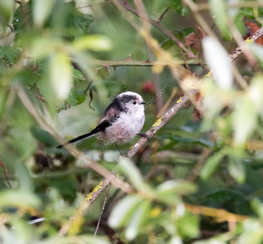Long-tailed Tit