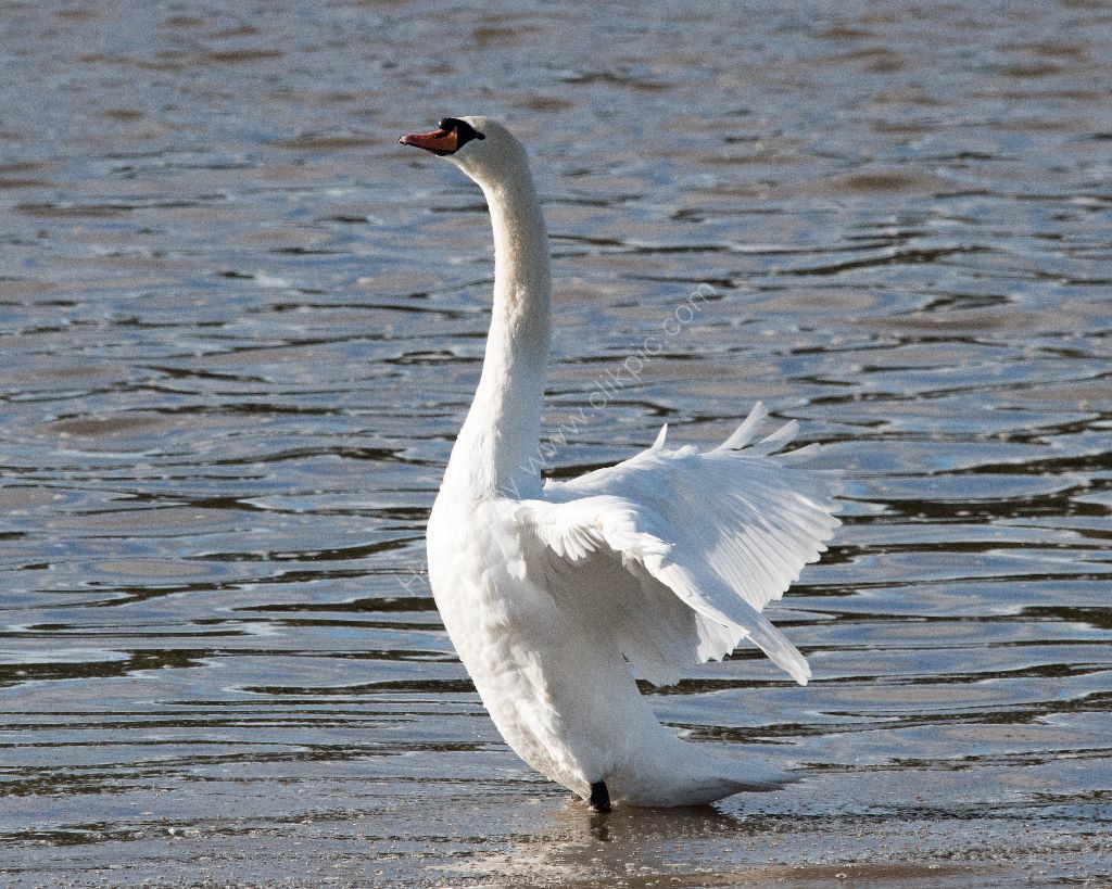 Mute Swan