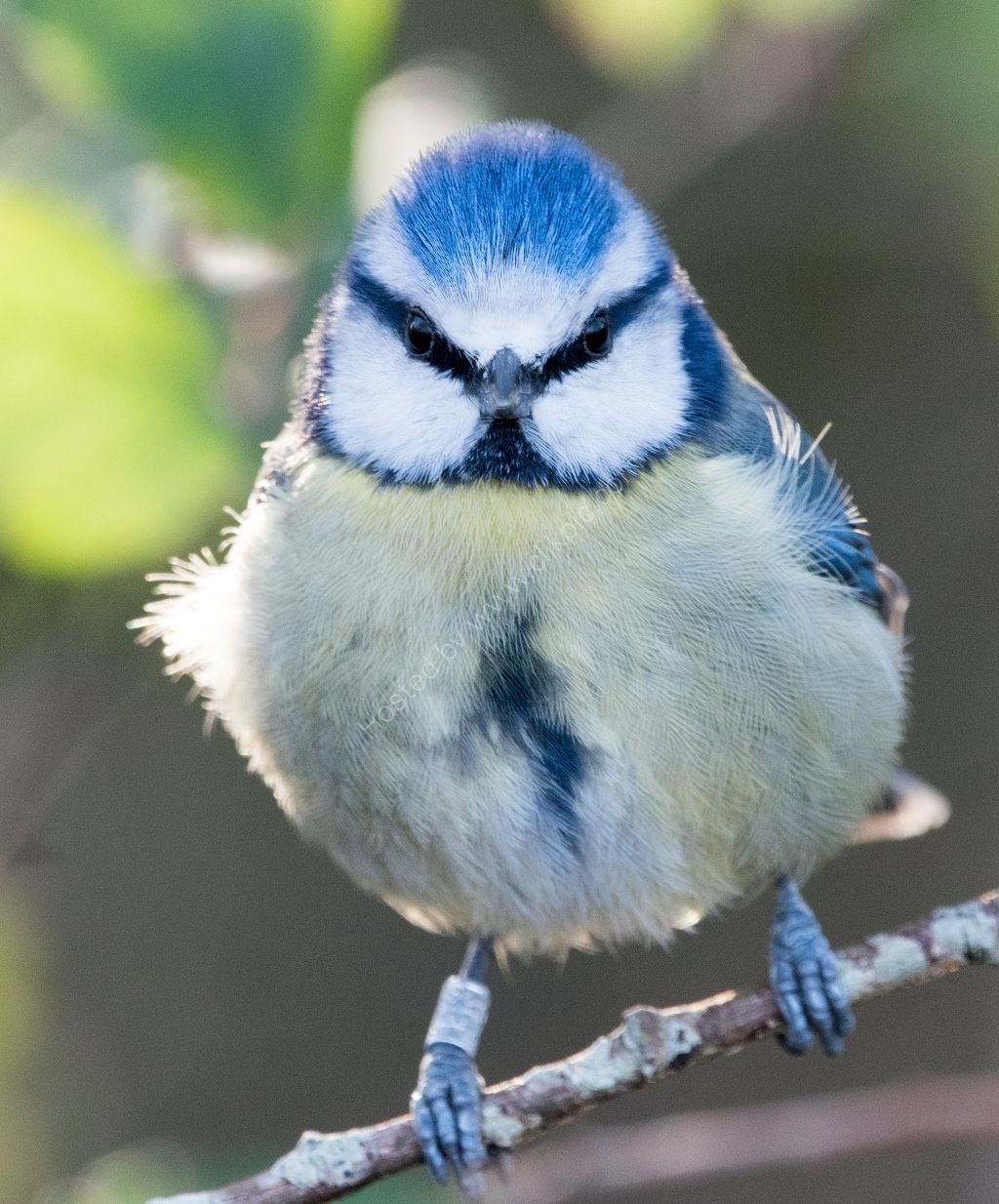 Blue Tit