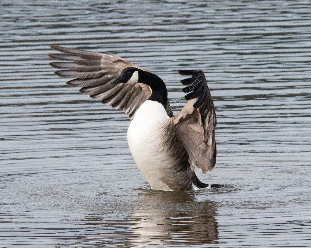 Canada Goose