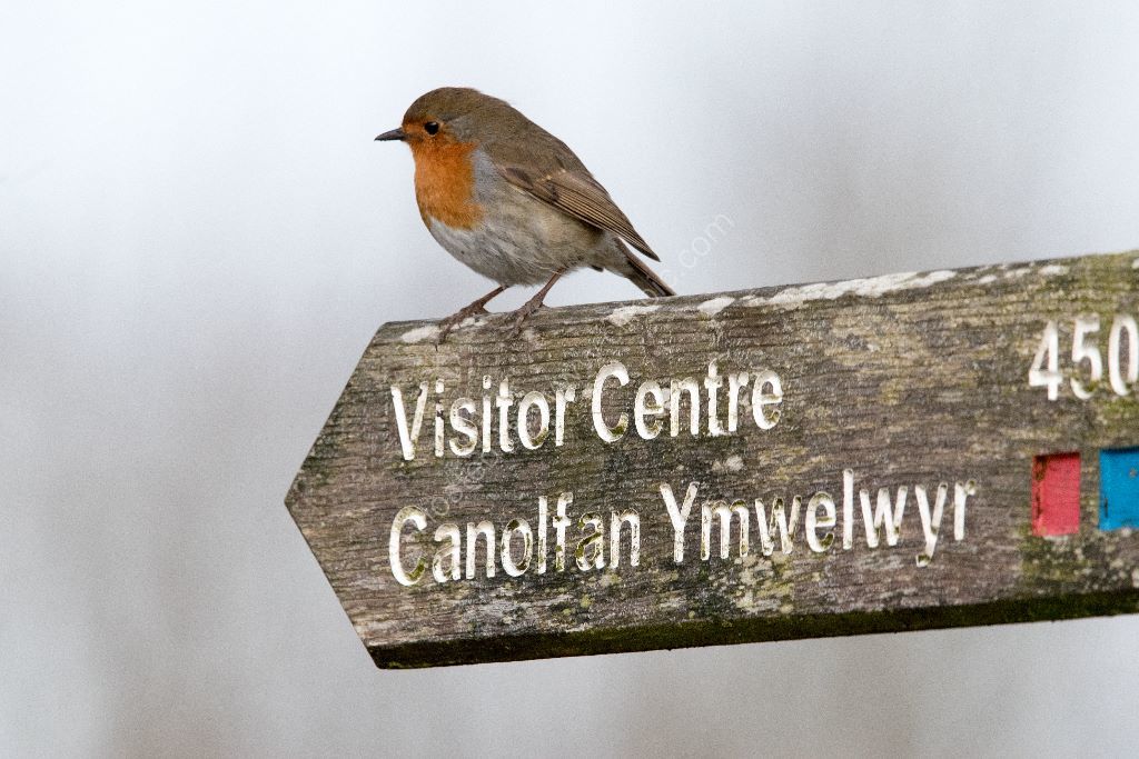 Robin on a sign