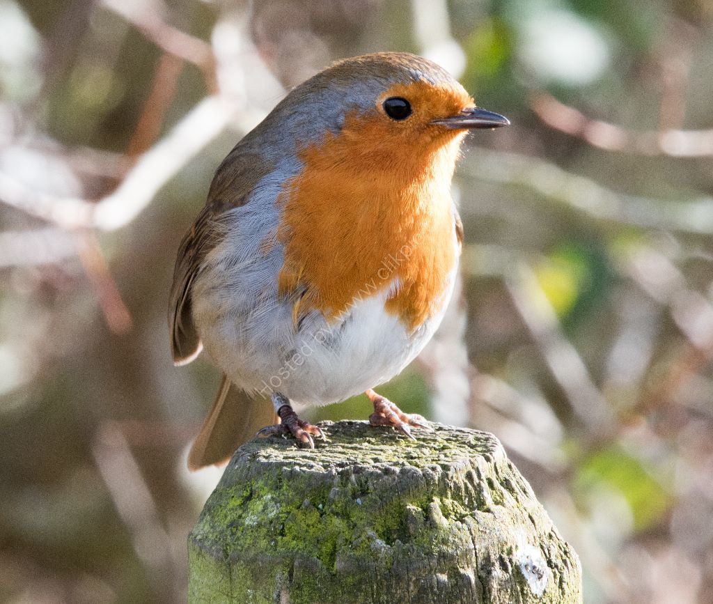 European Robin