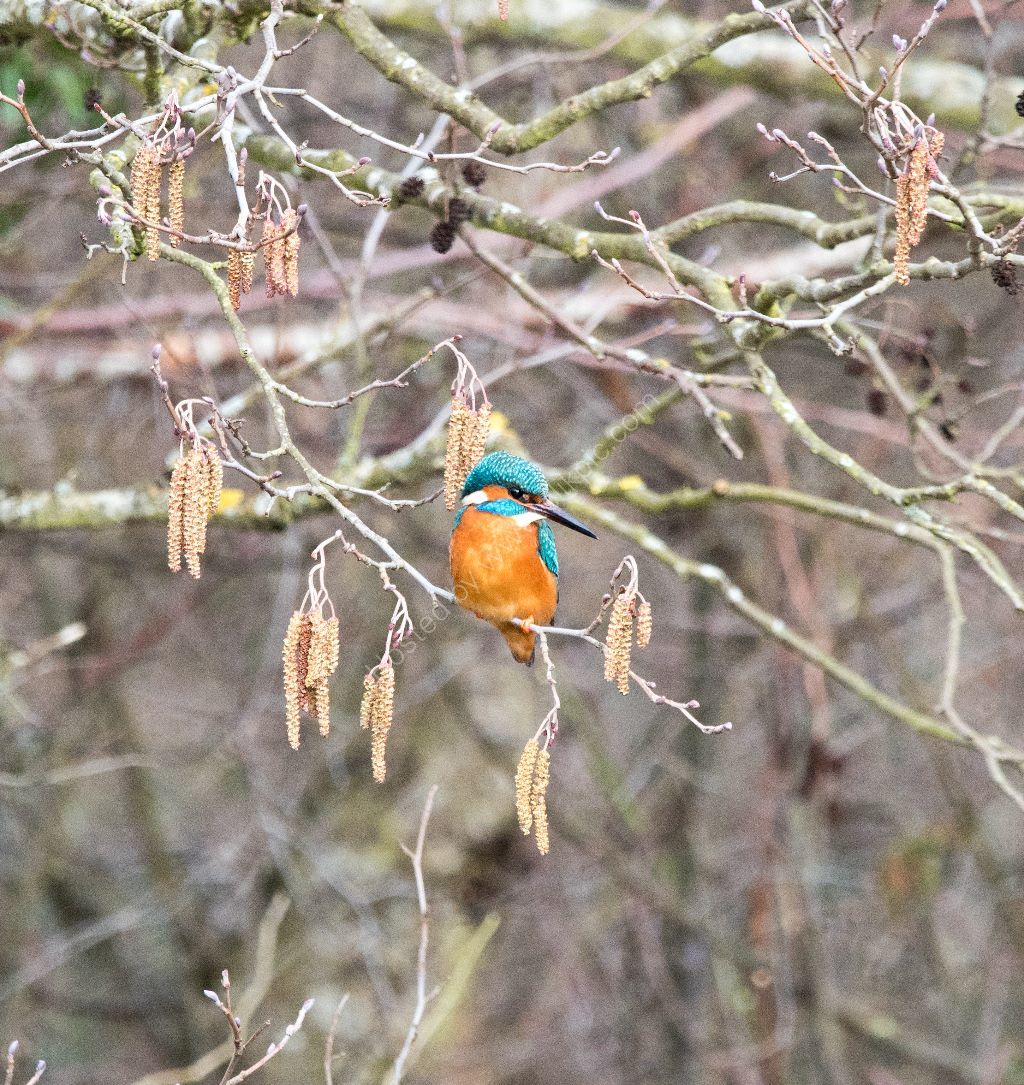 Kingfisher