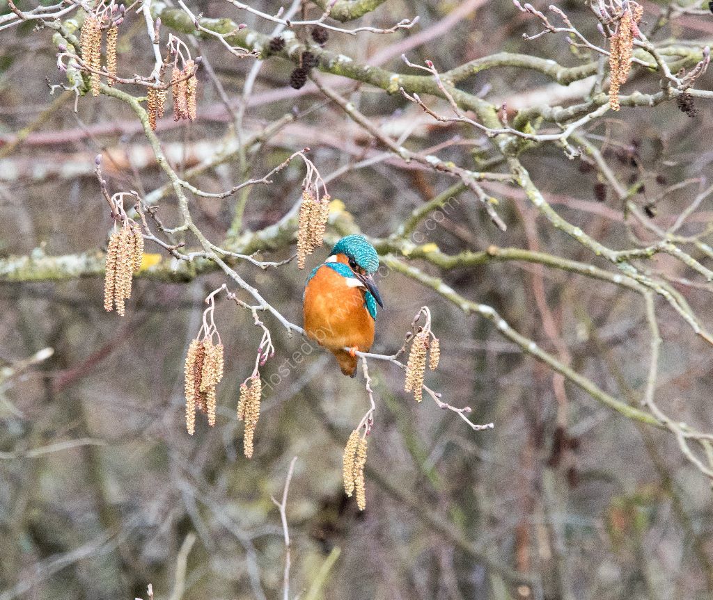 Kingfisher
