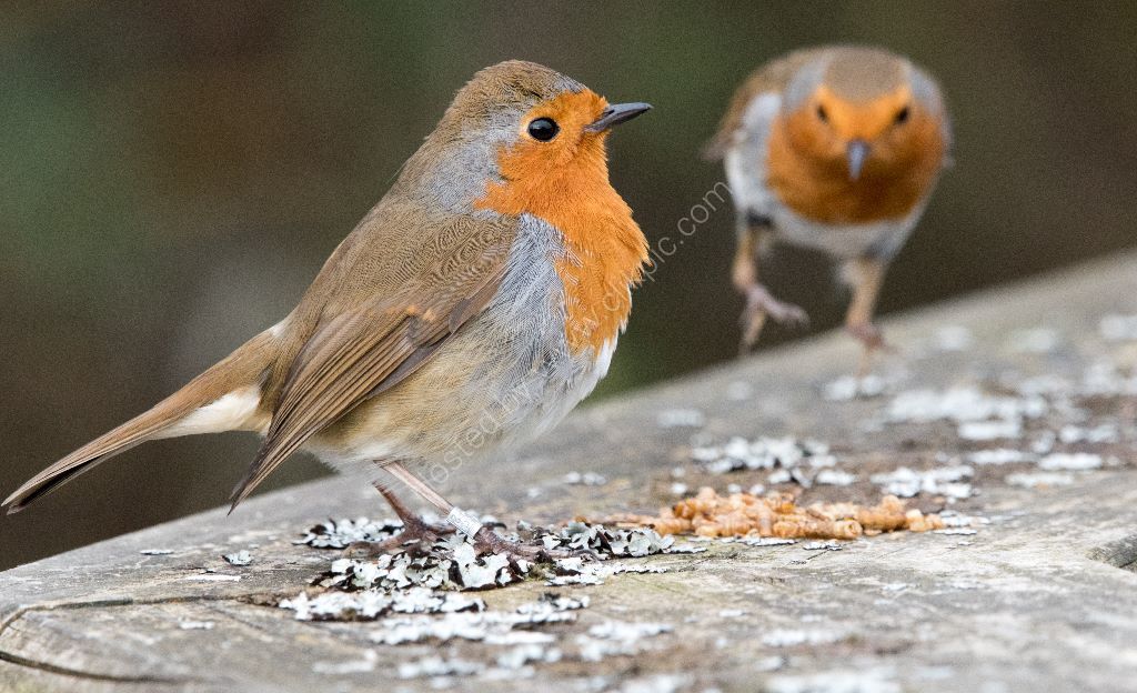 Robin