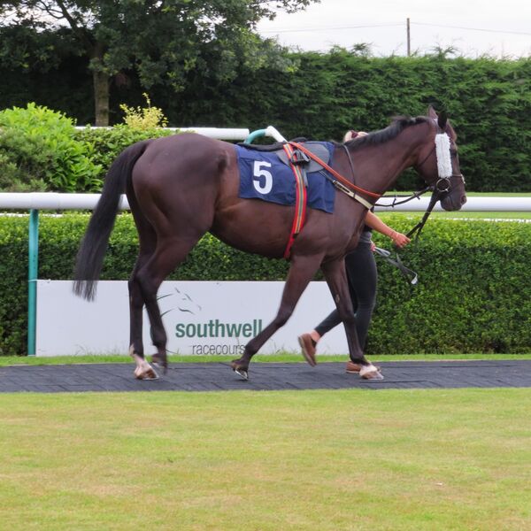 Fox's Socks - pre-race