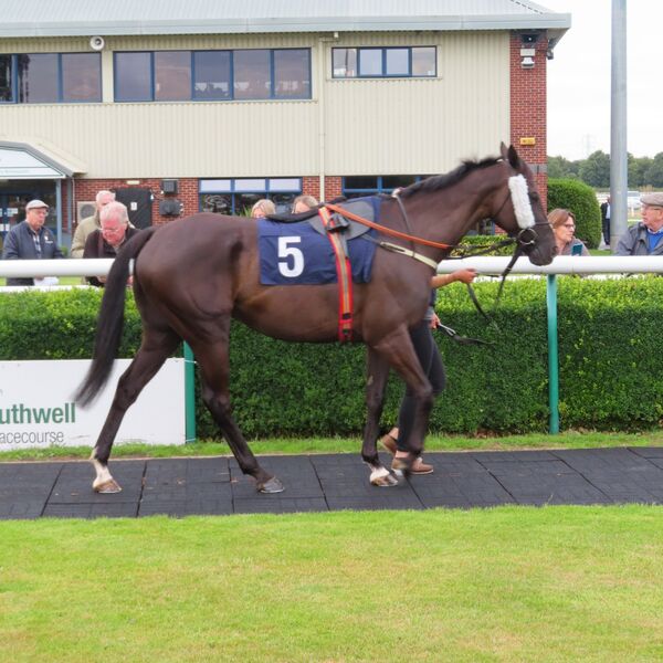 Fox#s Socks pre-race