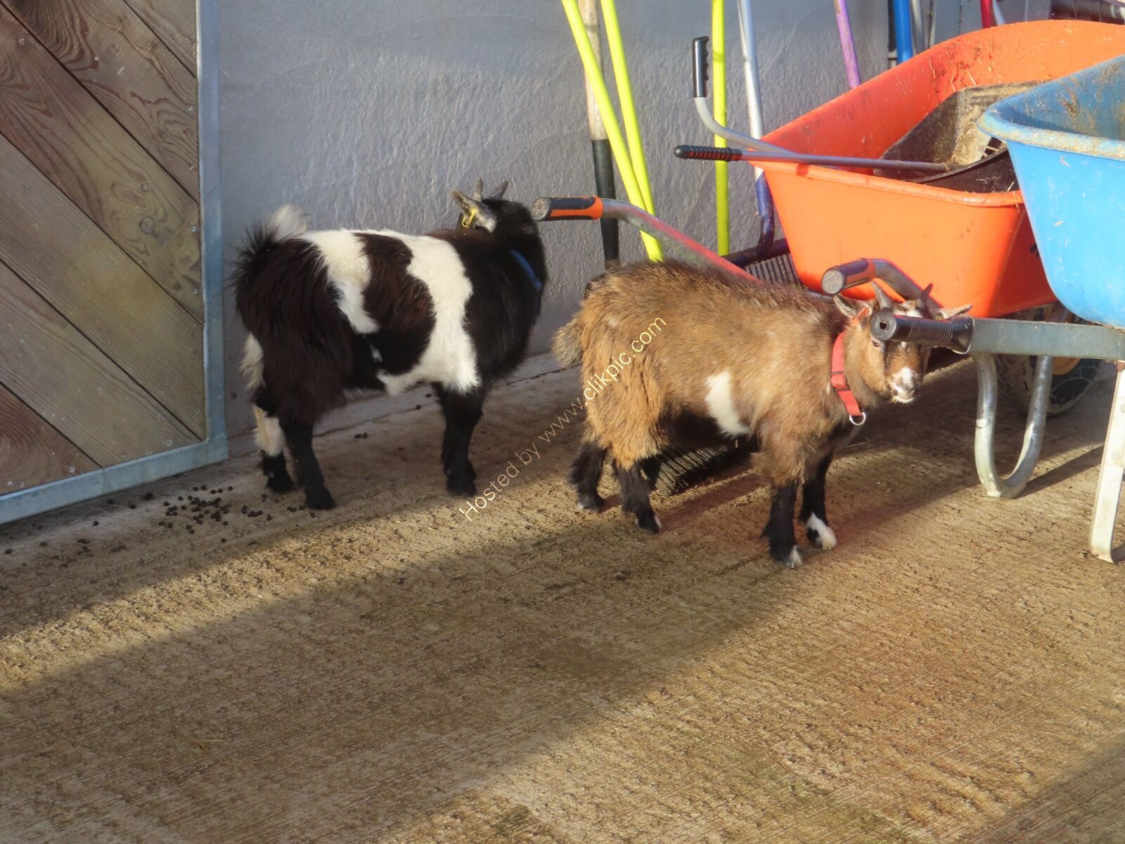 Luke Harvey's goats