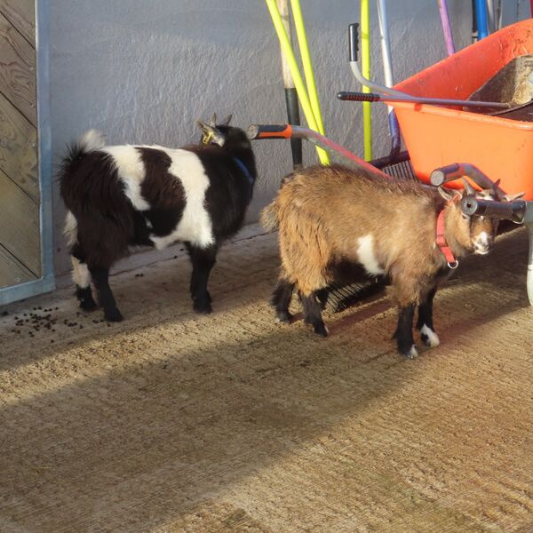 Luke Harvey's goats